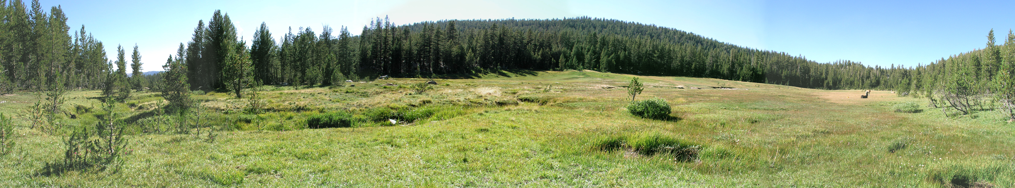 Meadow Brook, John Muir Wilderness, California